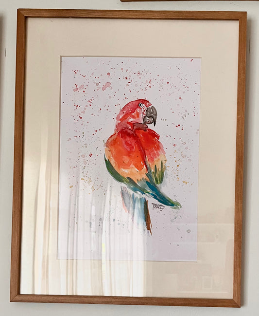Macaw | Untamed